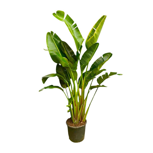 Strelitzia Augusta multi trunk XXL - 250 cm - ø30-40