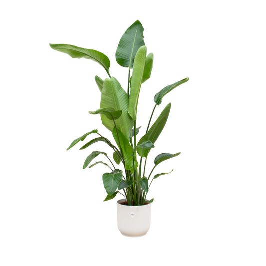Strelitzia Nicolai including elho Vibes Fold Round white - 180 cm - Ø30