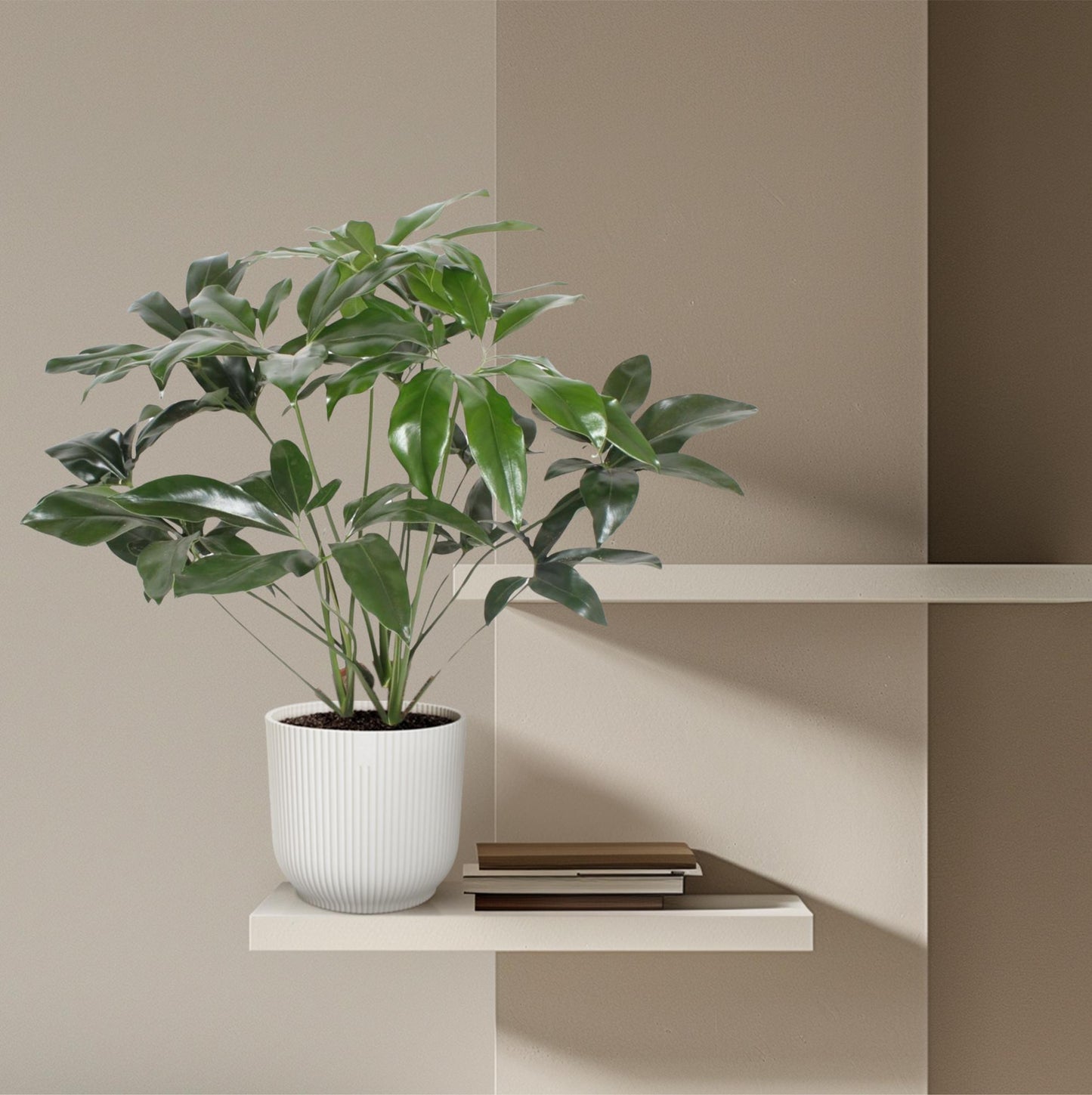 Philodendron Green Wonder - 120 cm - ø24