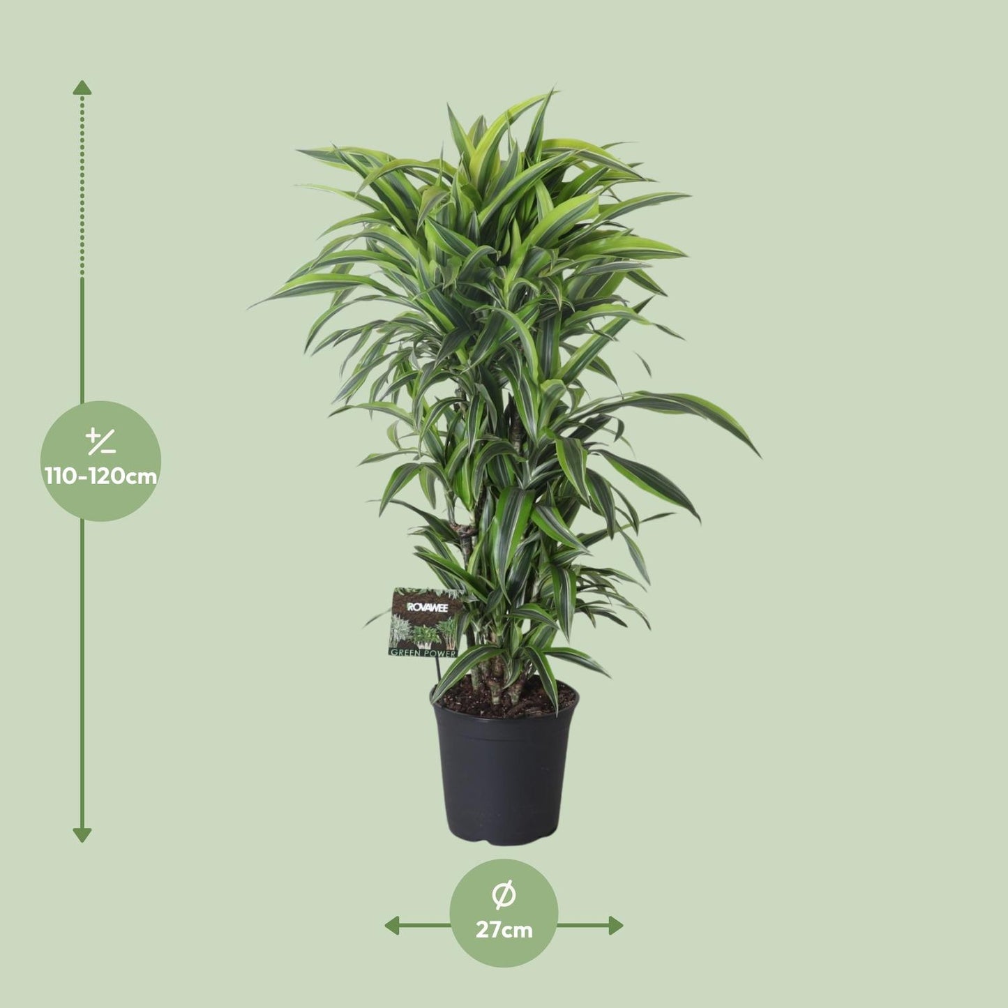 Dracaena Fragrans Lemon Lime Branched - Ø27cm - ↕120cm
