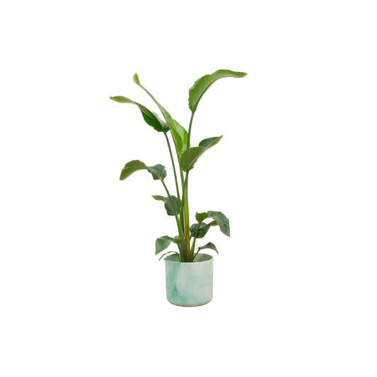 Strelitzia Nicolai including elho Ocean Round pacific green Ø22 - 100 cm
