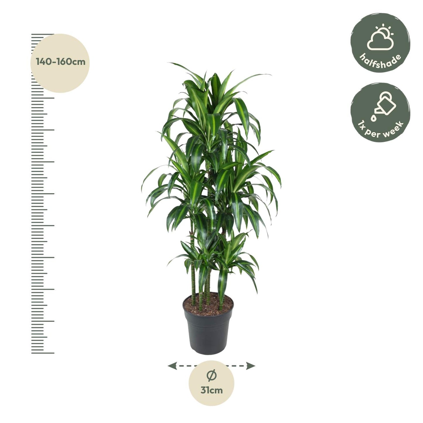 Dracaena Hawaiiana - 150 cm - ø31
