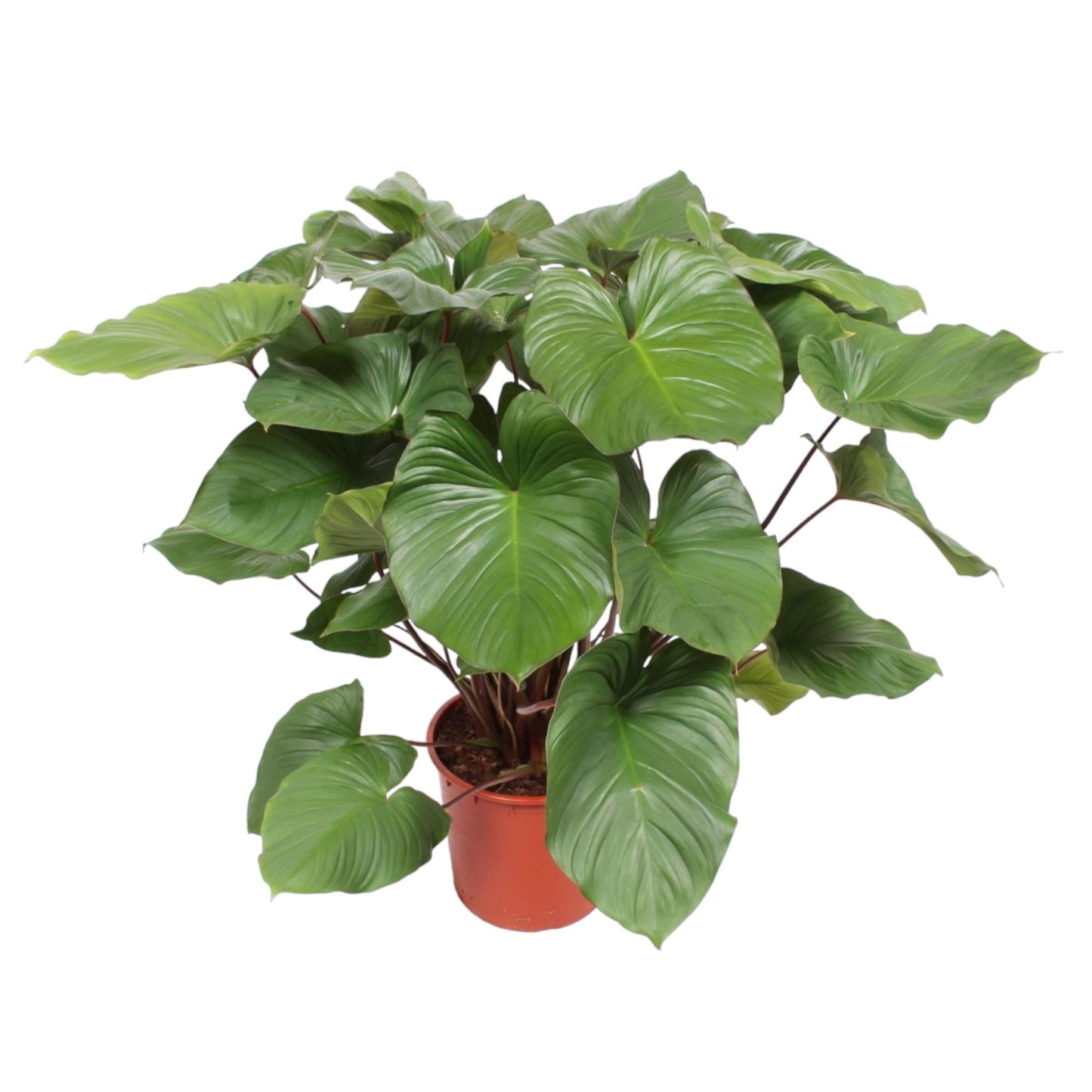 Queen of Hearts - Homalomena Rubescens Maggy - 130 cm - ø34