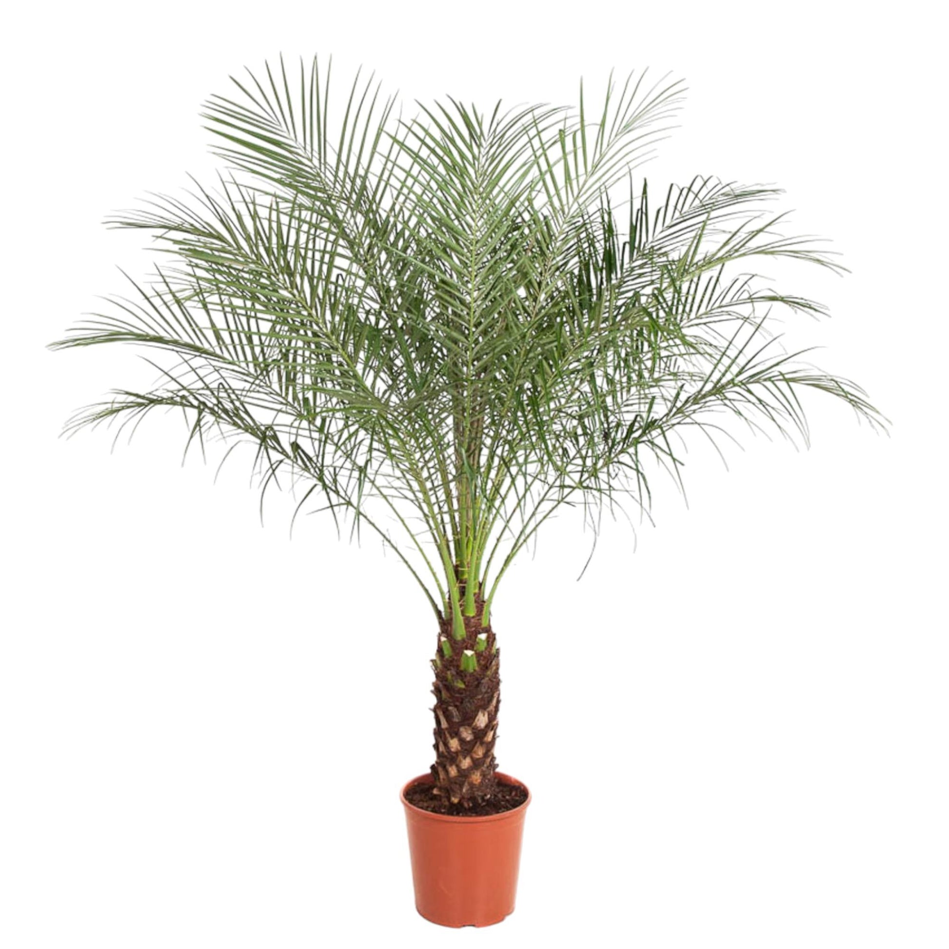 Phoenix Canariensis