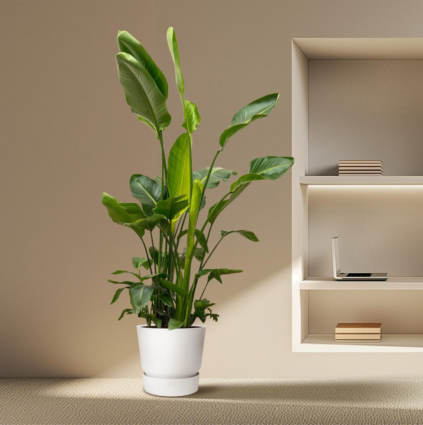 White Bird of Paradise Plant - Strelitzia Nicolai de luxe XXL - 250cm - ø40