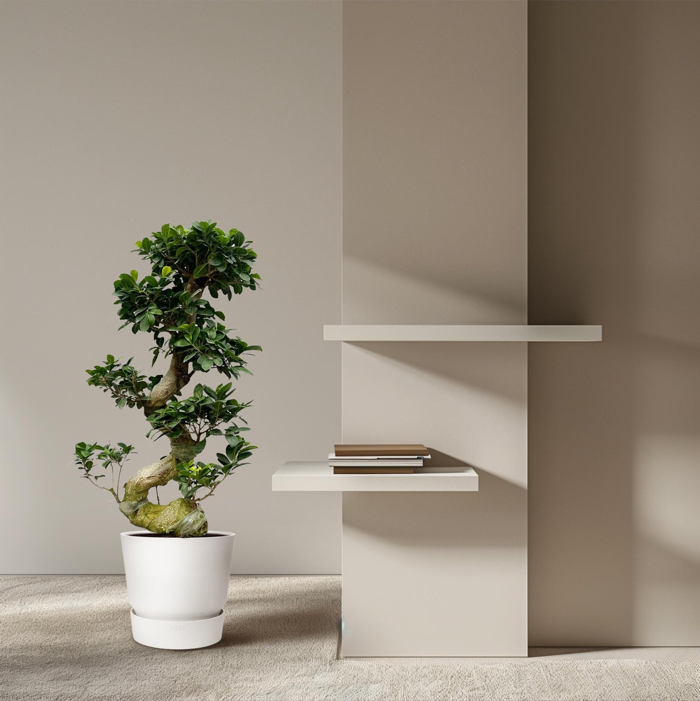 Ficus Microcarpa Ginseng - 80 cm - Ø27cm