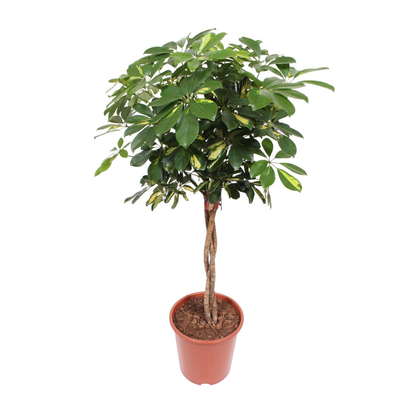 umbrella tree - Schefflera Gold Capella - Ø27cm - ↕120cm