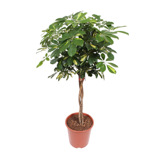 umbrella tree - Schefflera Gold Capella - Ø27cm - ↕120cm