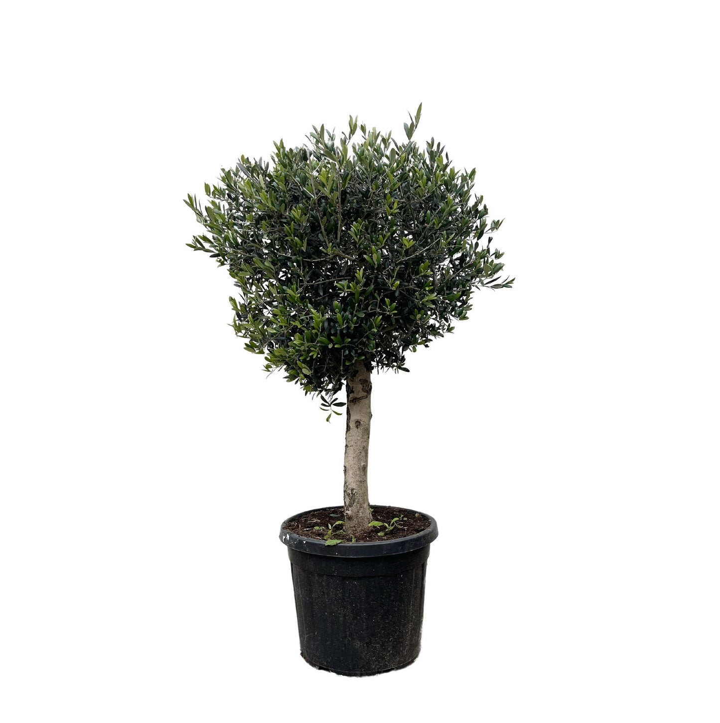 Olive tree - Olea Europea Lorc - 180cm- Ø50