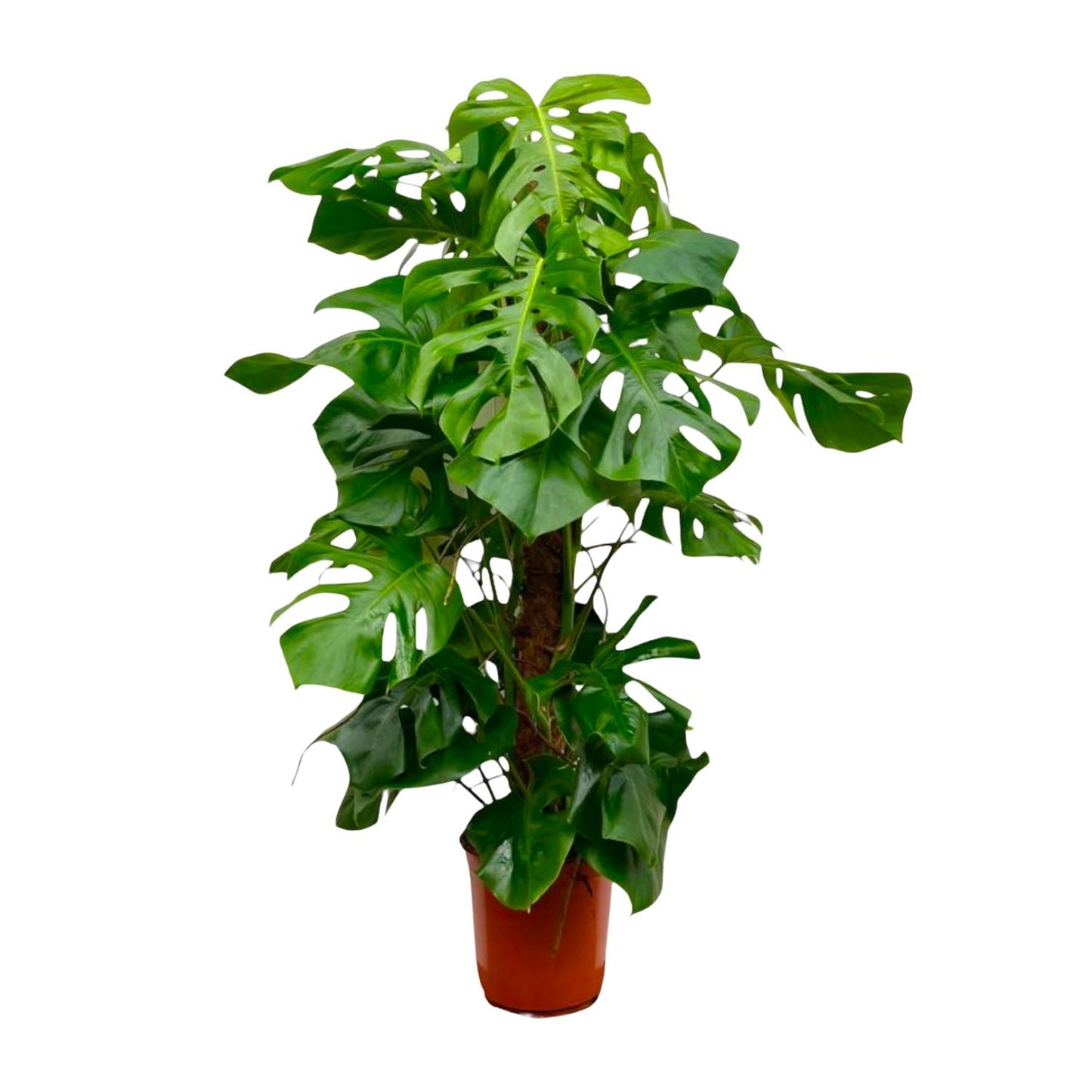 Monstera Deliciosa (hole plant) - 150cm - ⌀27