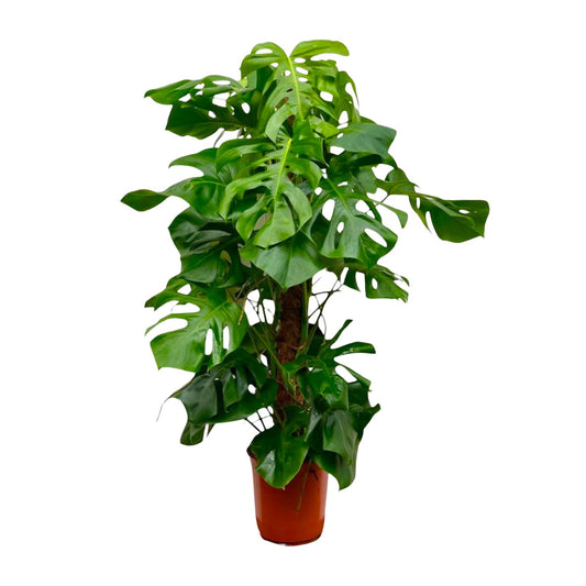 Monstera Deliciosa (hole plant) - 150cm - ⌀27