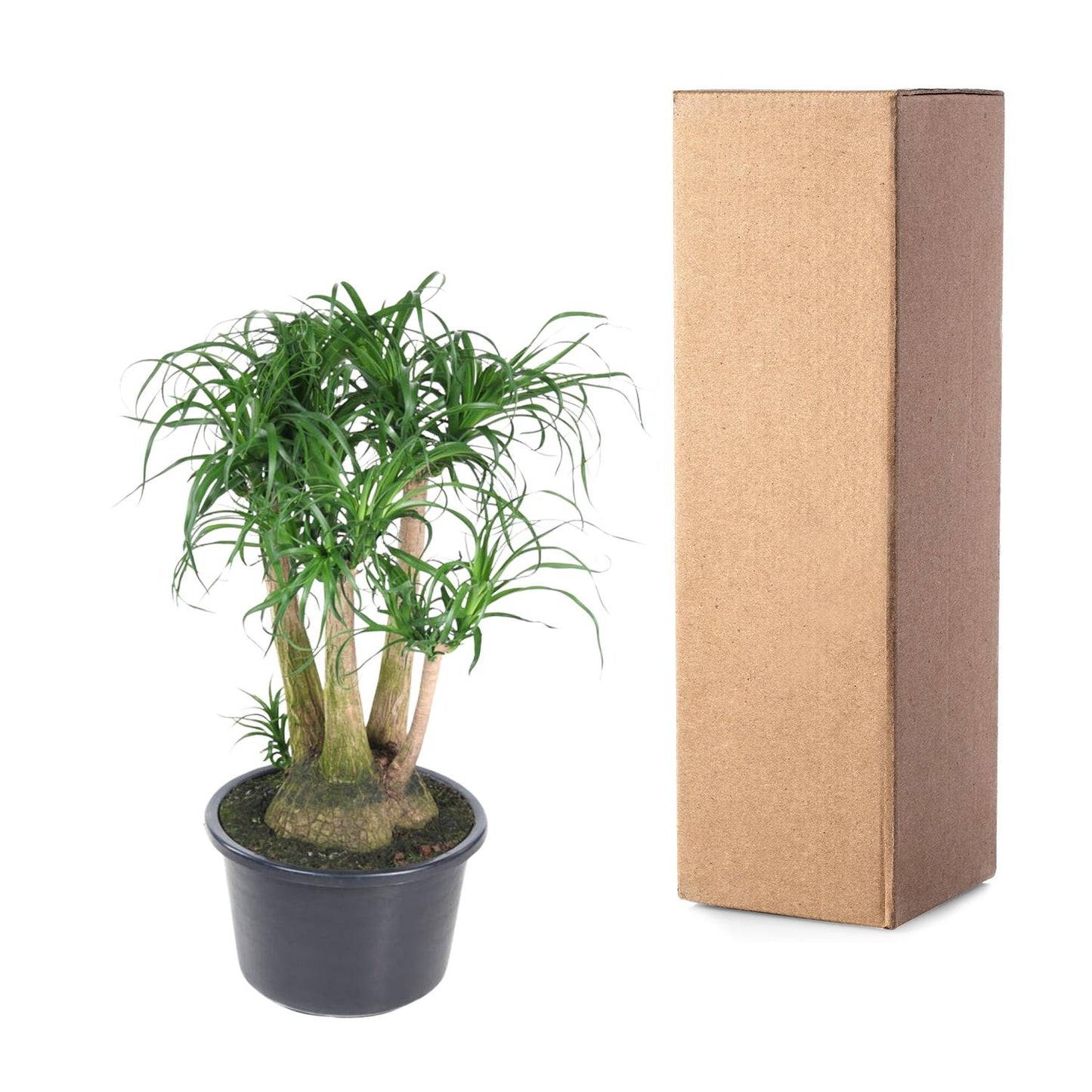 Beaucarnea branched (elephant foot) - 110 cm - ø41