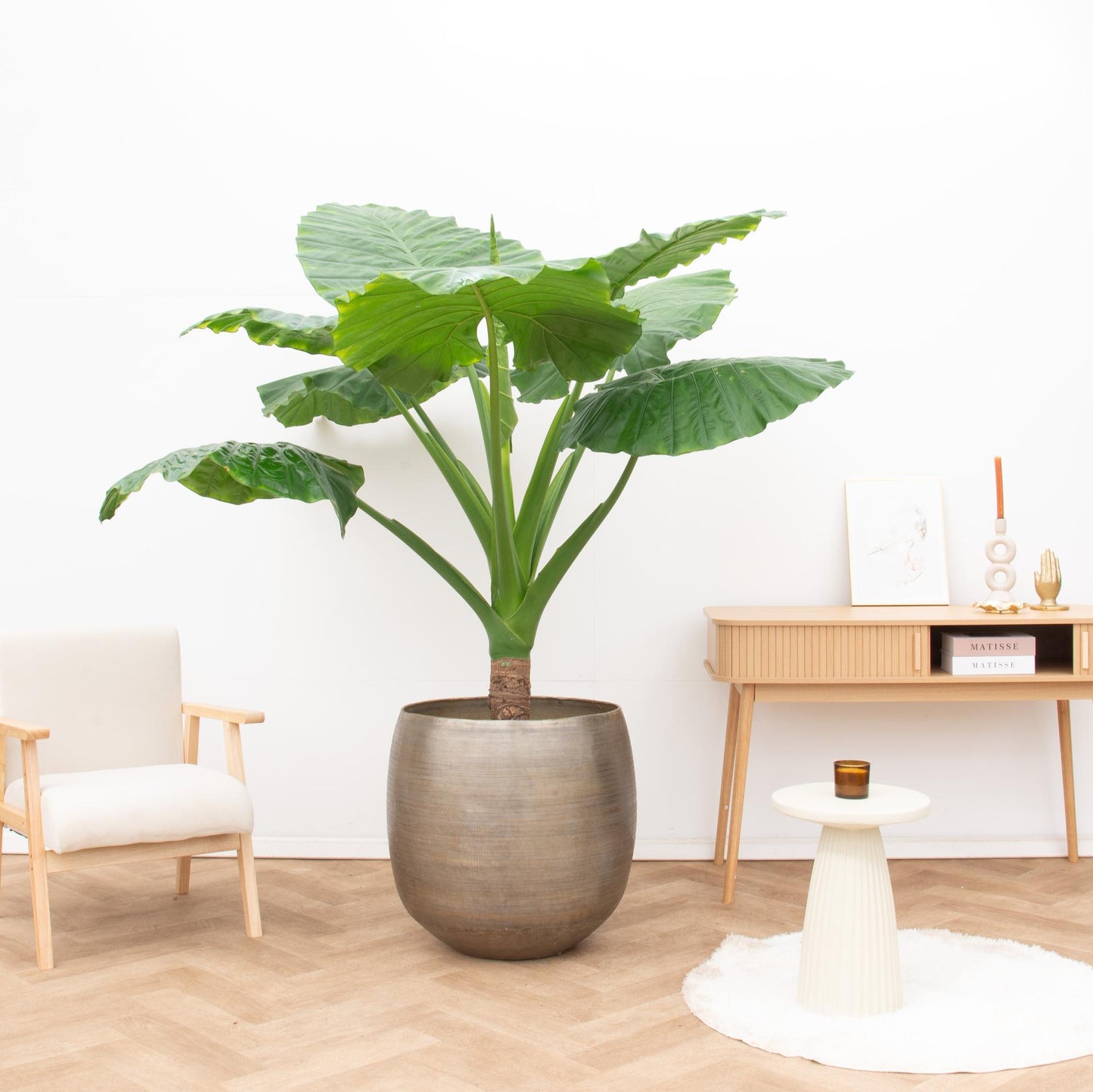 Elephant Ear - 250cm - Alocasia Portodora single trunk