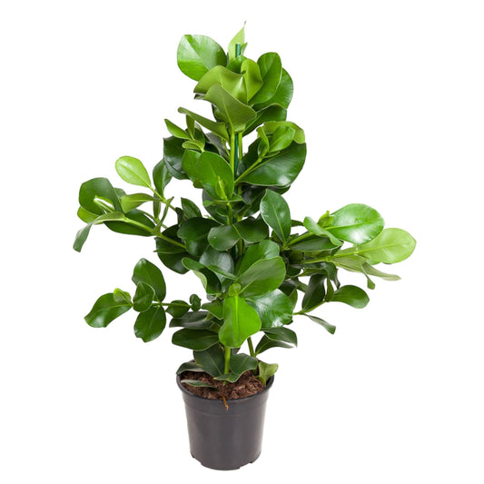 Clusia rosea (Signature plant) - 110 cm - ø24