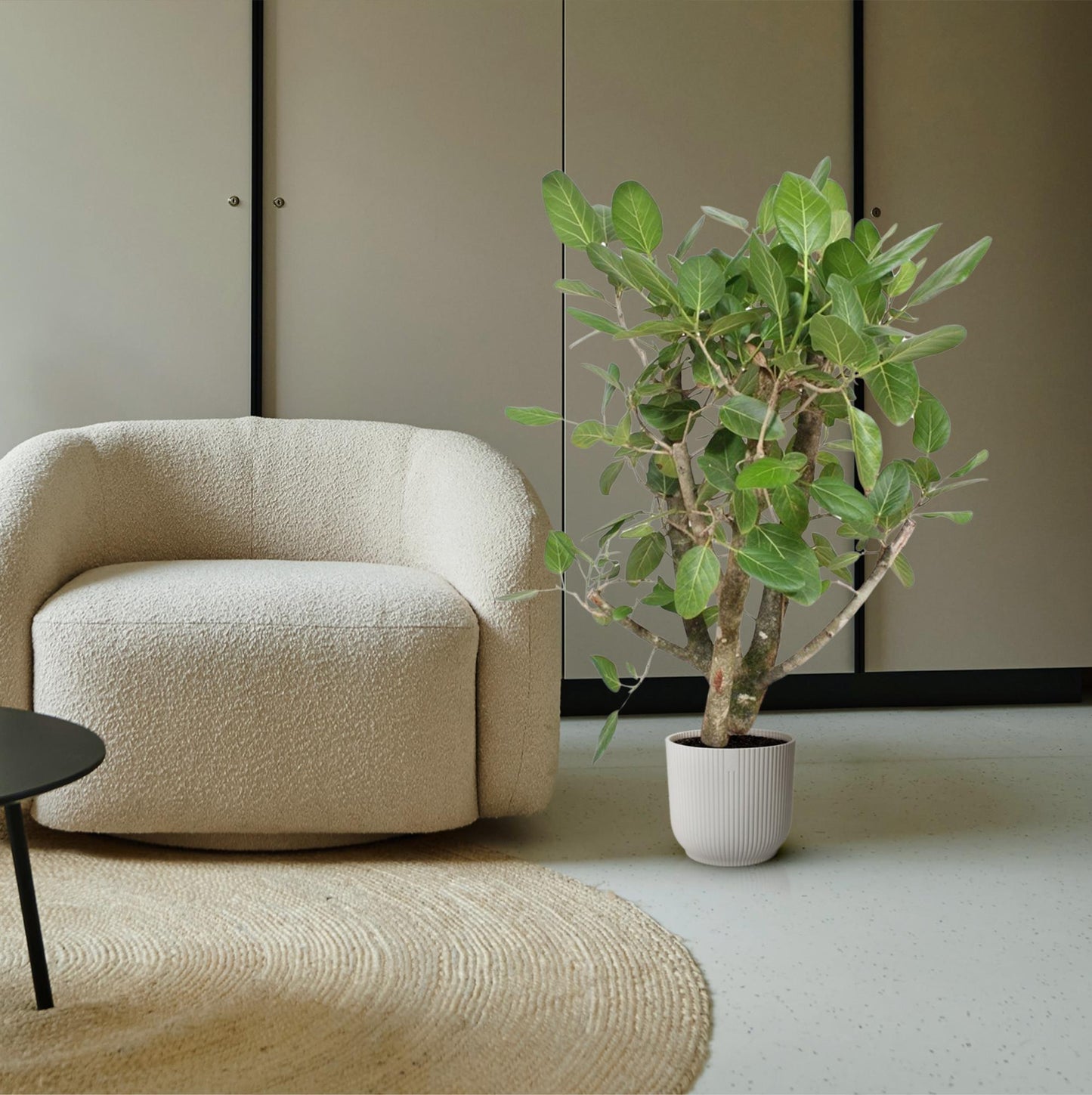 Ficus Benghalensis branched - 140 cm - ø40