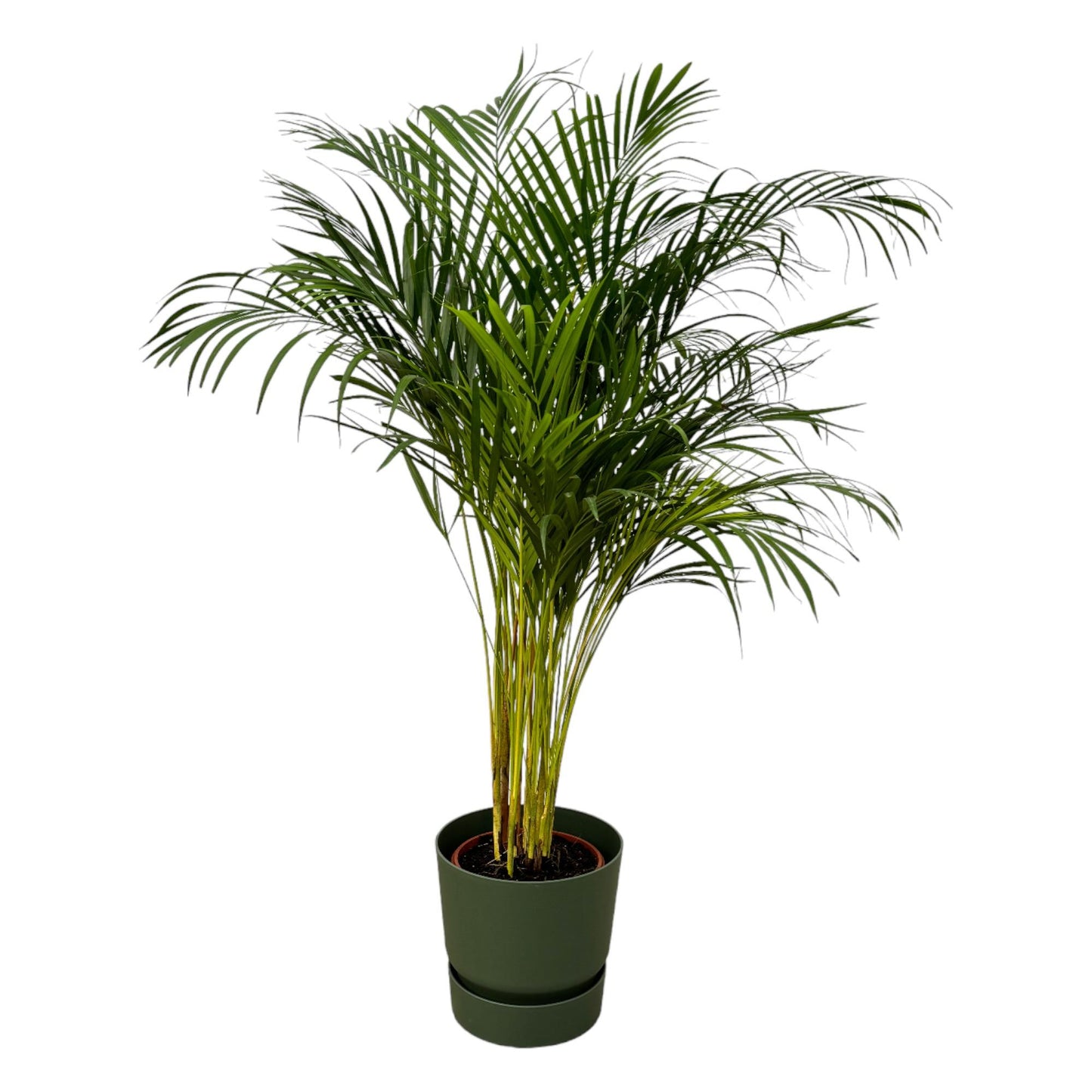Golden Palm (Areca palm) - ↨130cm - Ø24cm including elho Greenville Round green D30xH28