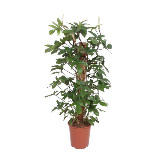 Philodendron Pedatum - Ø27cm - ↕130cm