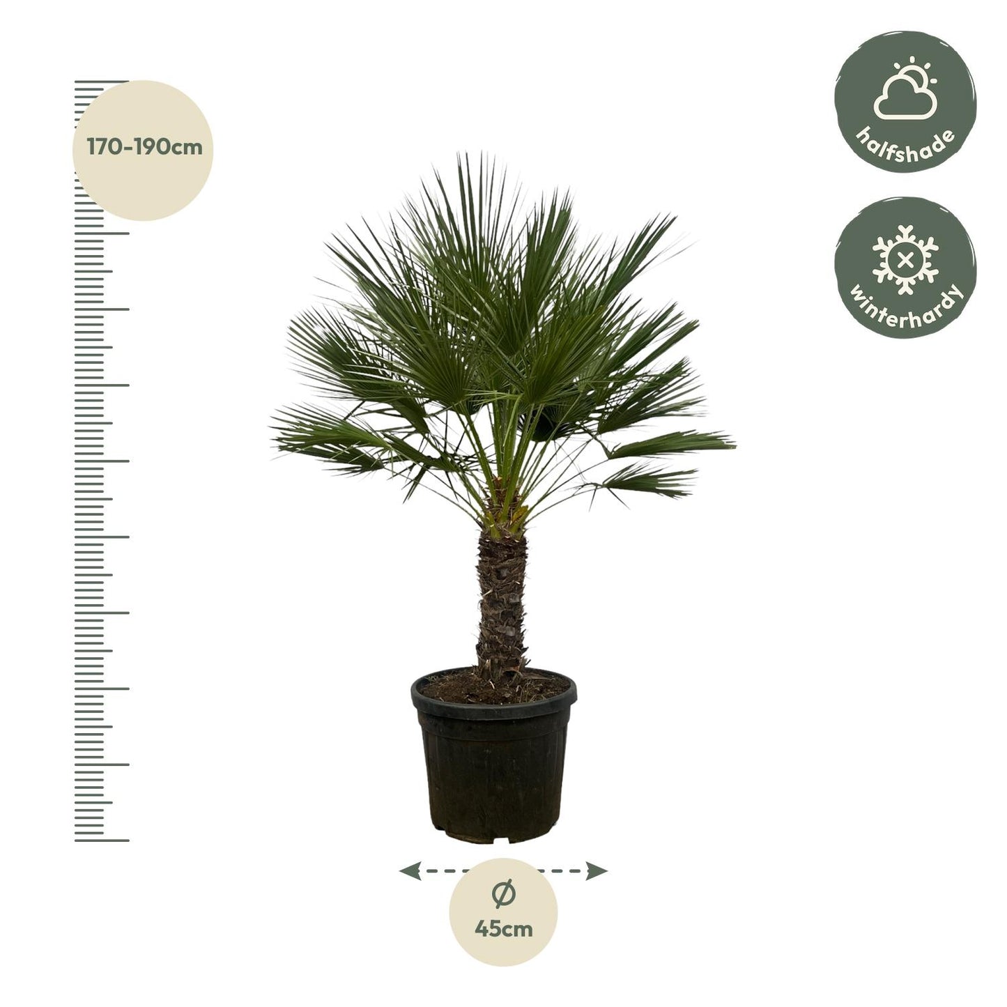 European dwarf palm on trunk - 150 cm - Ø45cm Chamaerops humilis