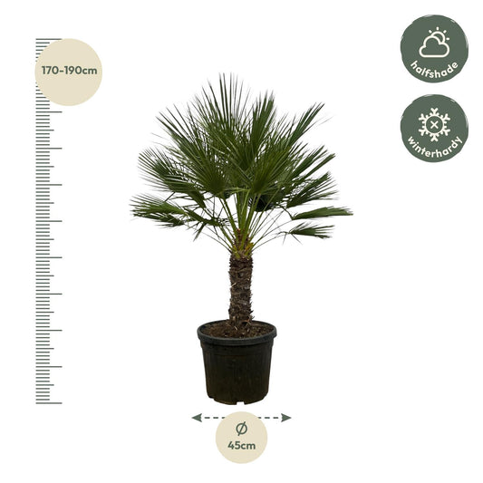 European dwarf palm on trunk - 150 cm - Ø45cm Chamaerops humilis