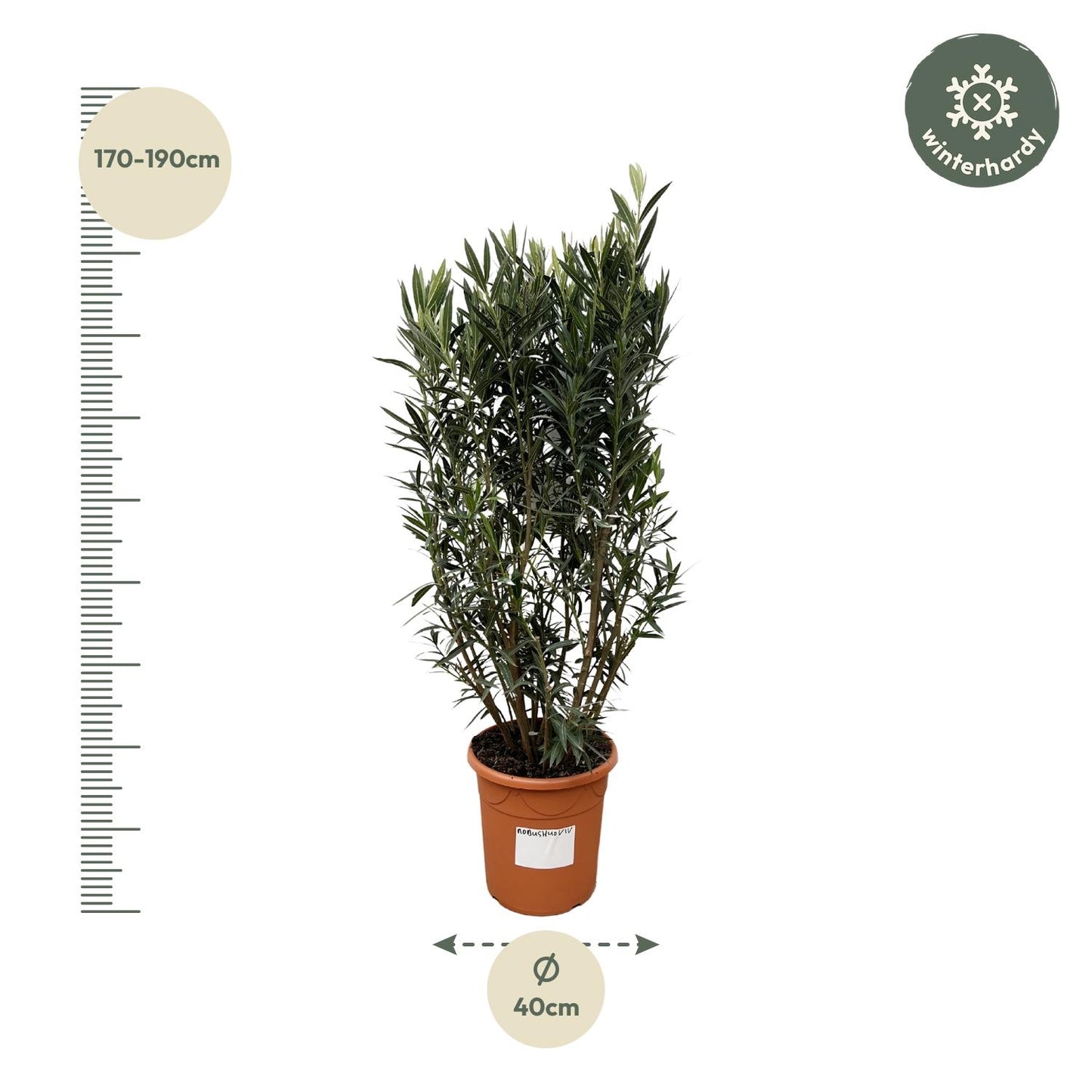Nerium Oleander shrub - 180cm- Ø40