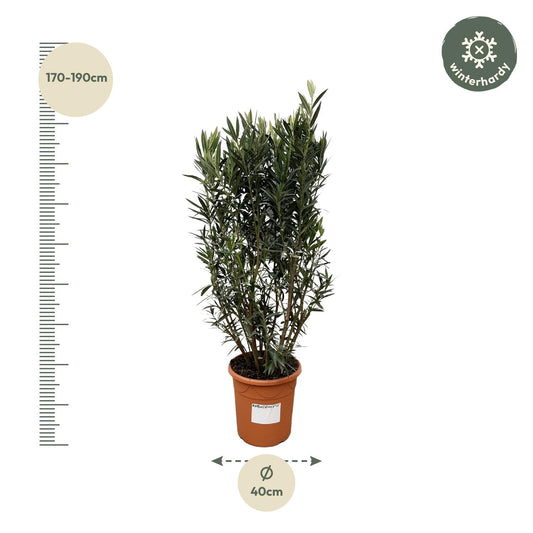 Nerium Oleander shrub - 180cm- Ø40