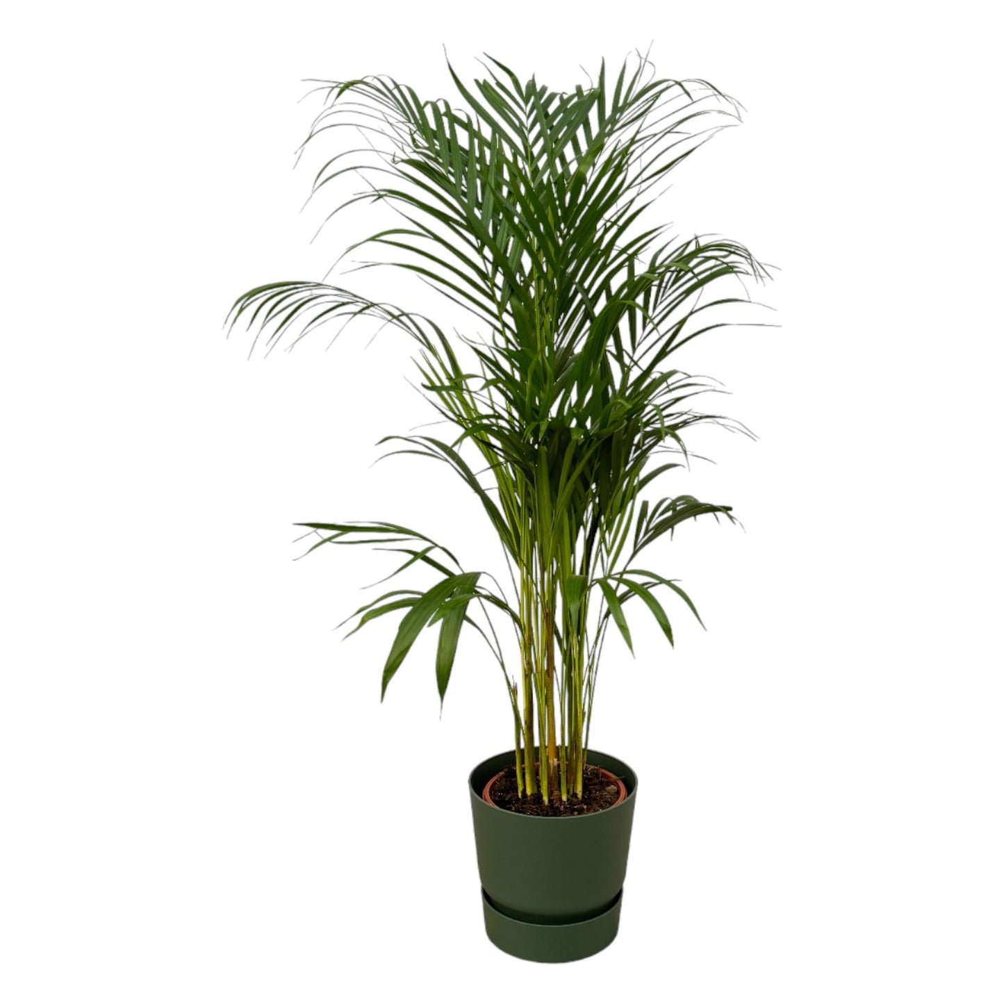 Gold palm (Areca palm) - ↨110cm - Ø21cm