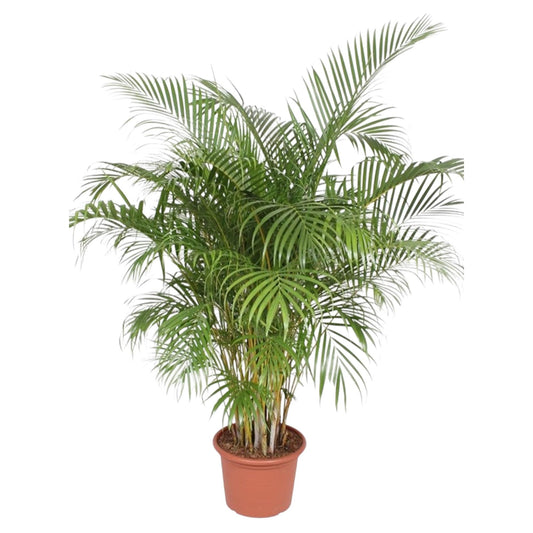 Gold Palm (Areca Palm) - 200 cm - ø40