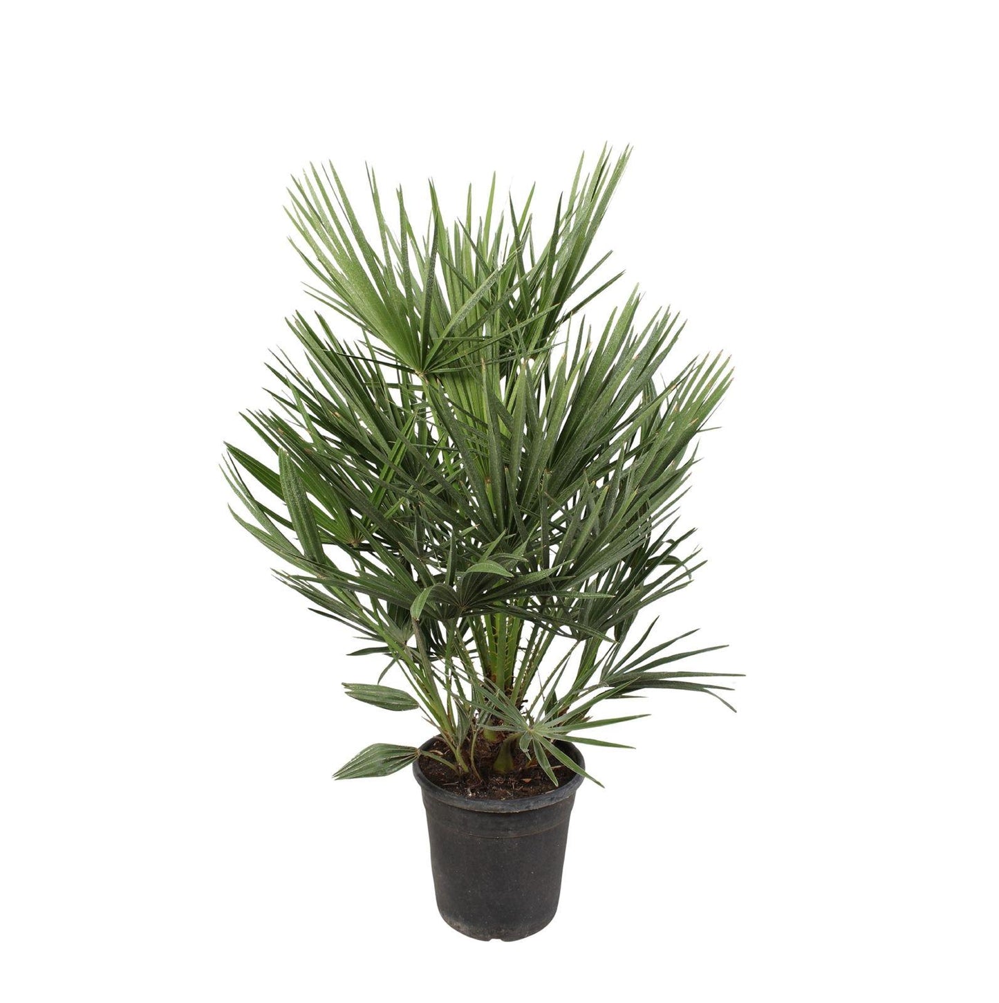 European dwarf palm - 100cm - Ø21