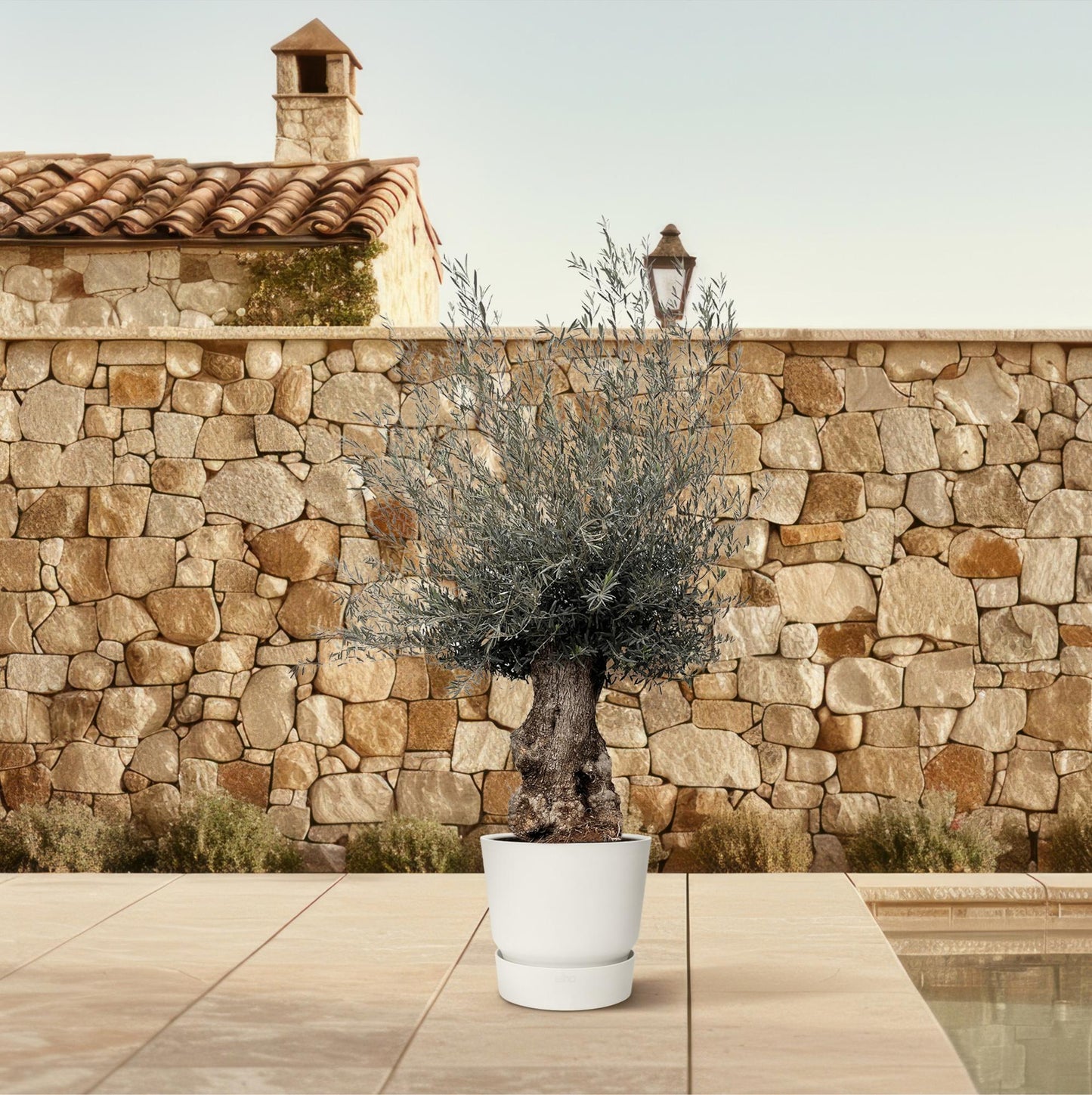 Olive tree - Olea europaea Bonsai 270cm- Ø80