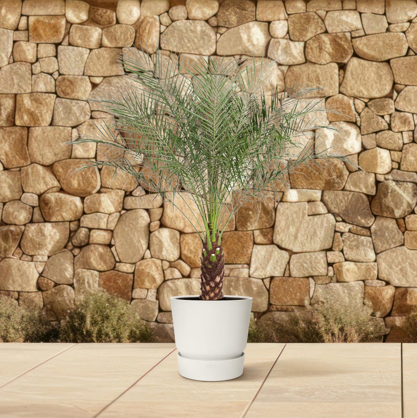 Canary Island date palm - Phoenix Canariensis - 190 cm - ø40