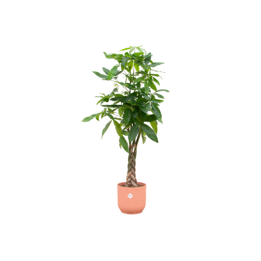Money Tree - Pachira Aquatica including elho Vibes Fold Round pink Ø30 - 150 cm