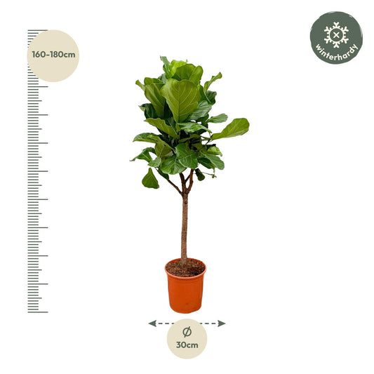 Ficus Lyrata tree - 180cm - ⌀30