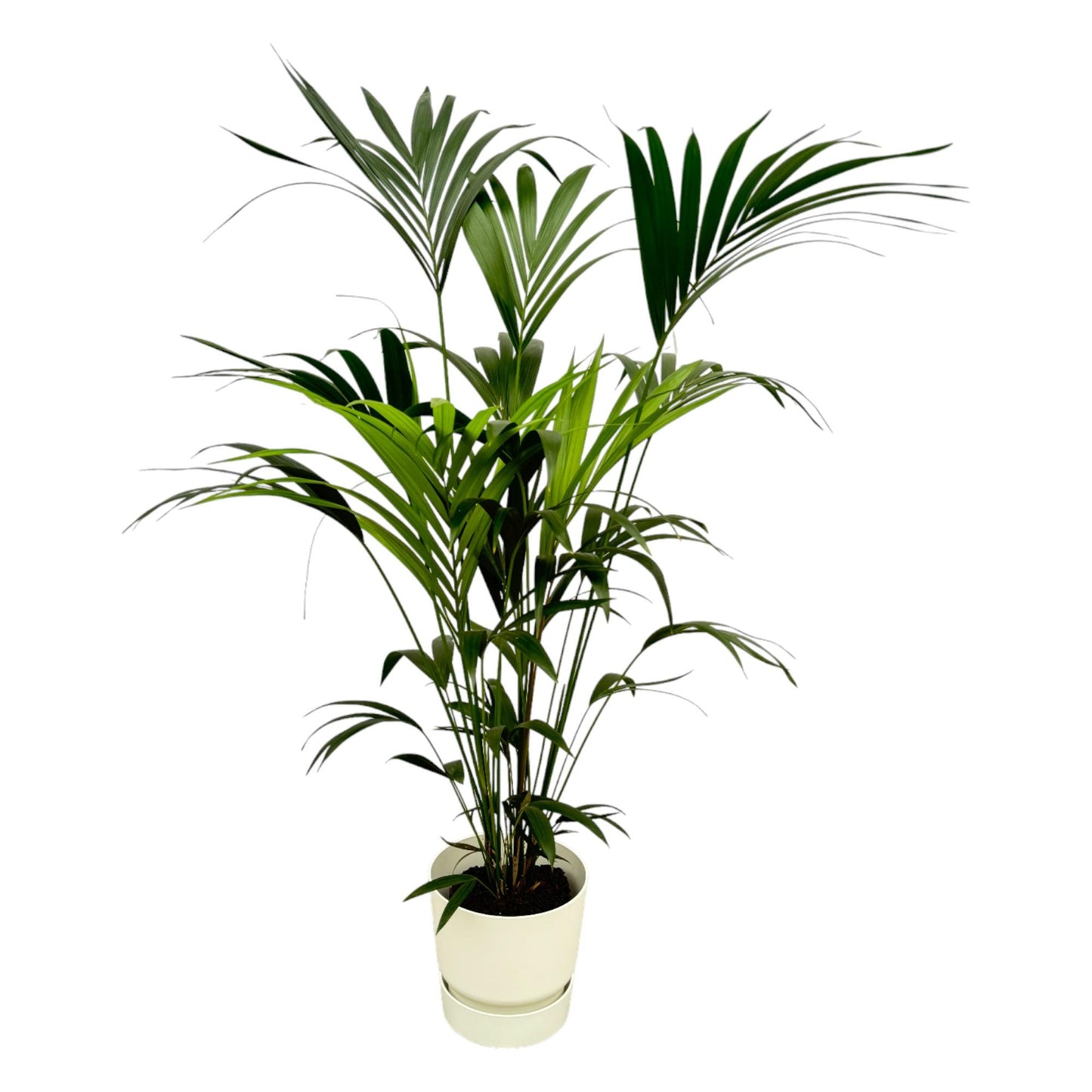 Kentia palm including elho Greenville Round white - 160cm - Ø30