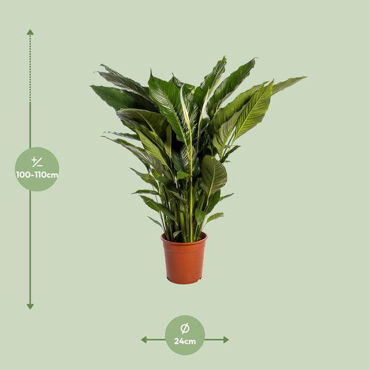 Peace Lily Plant - Spathiphyllum - Ø24cm - ↕110cm