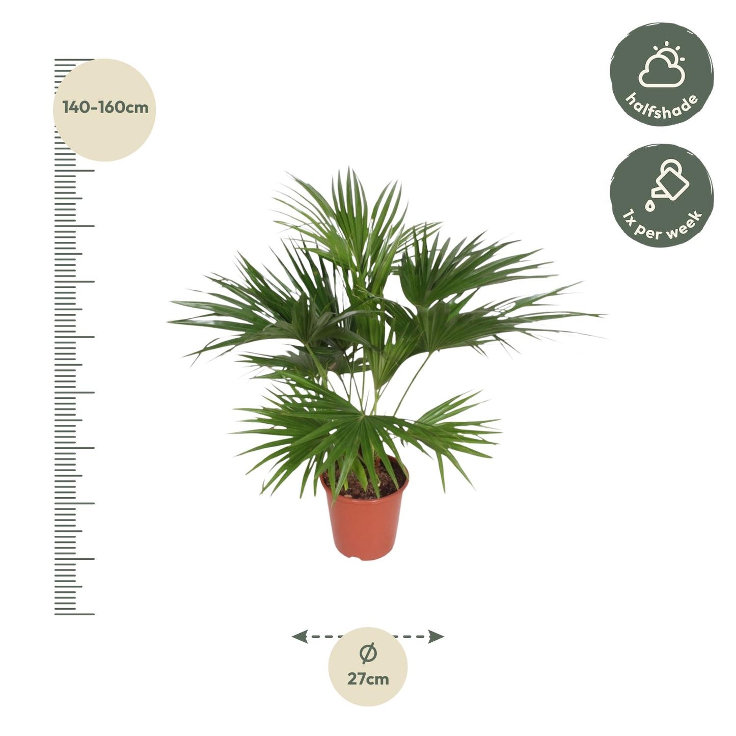Chinese fan palm (Livistona Chinensis) - 150 cm - ø27
