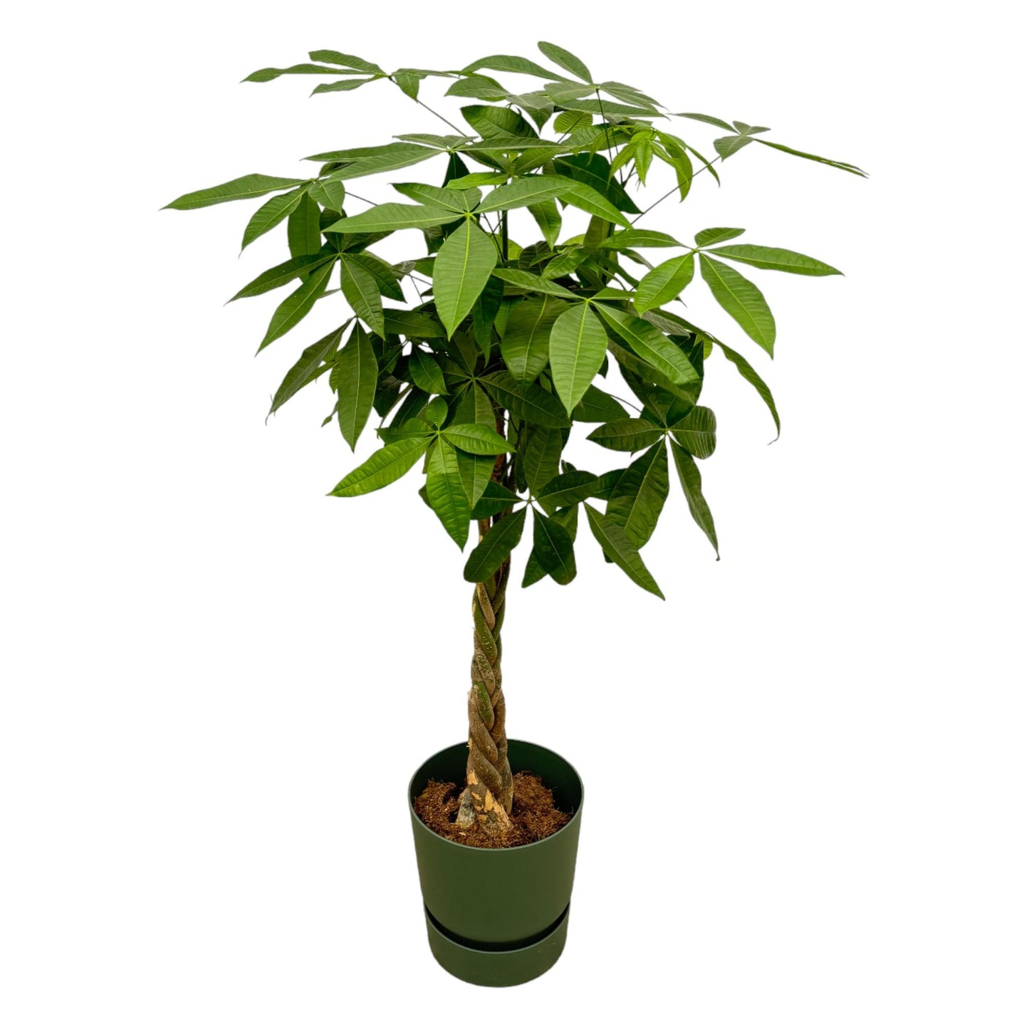 Pachira Aquatica (money tree) including elho Greenville Round green - 160cm - Ø30