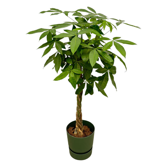 Pachira Aquatica (money tree) including elho Greenville Round green - 160cm - Ø30