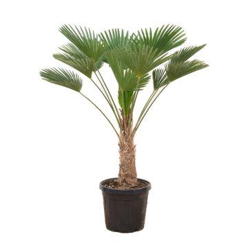 Wagner palm - Trachycarpus wagnerianus - 130cm