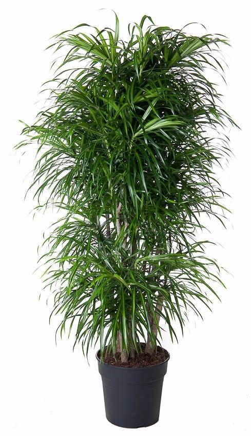 Dracaena Anita branched - 160 cm - ø34