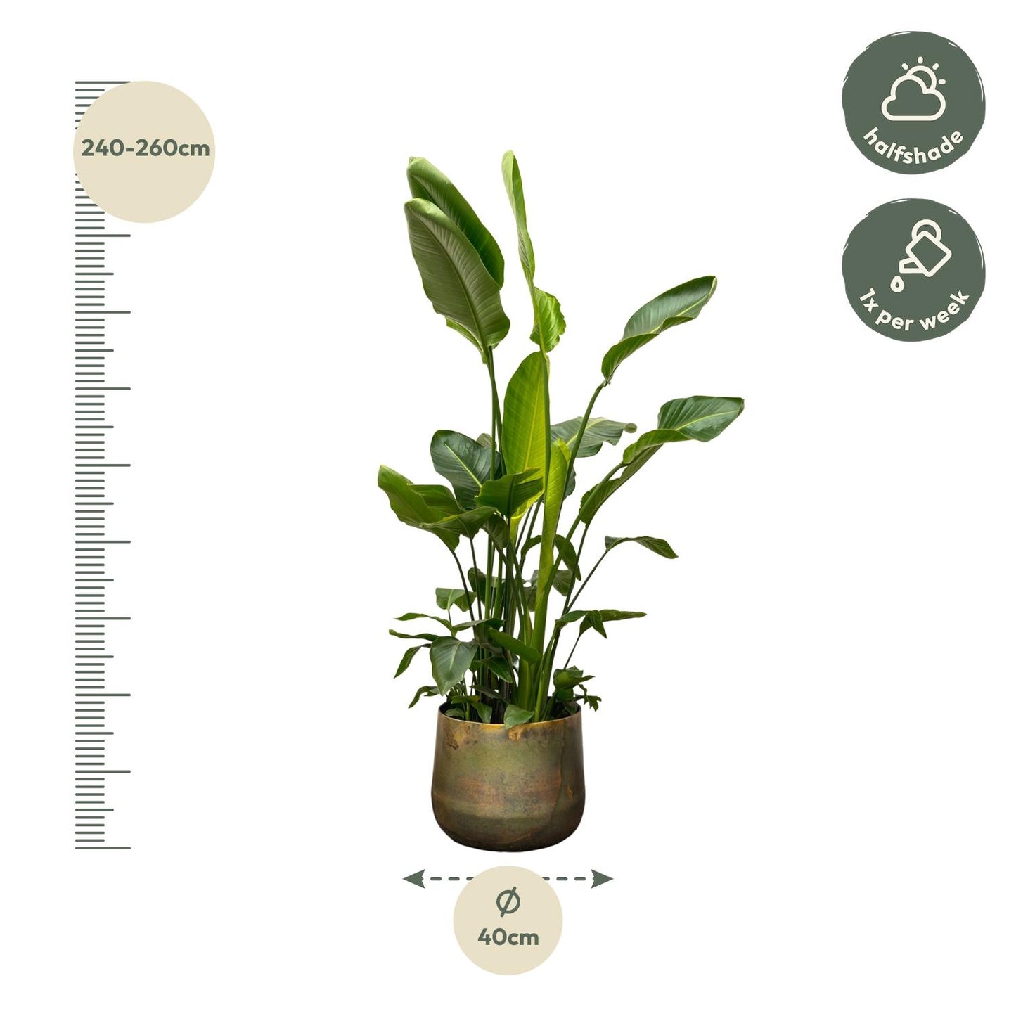 White Bird of Paradise Plant - Strelitzia Nicolai de luxe XXL - 250cm - ø40