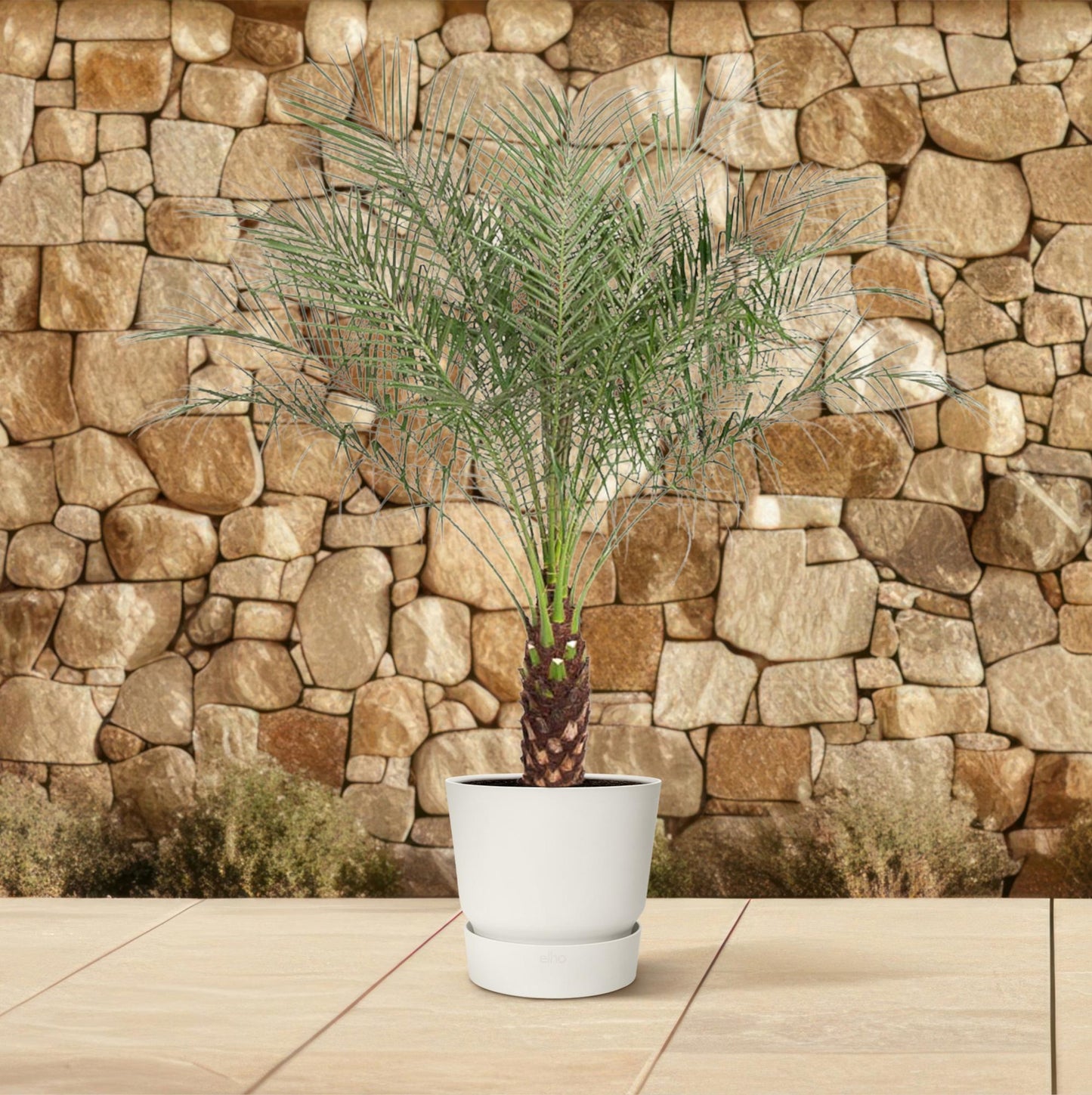 Phoenix Roebelenii - Dwarf date palm - 160 cm - ø27