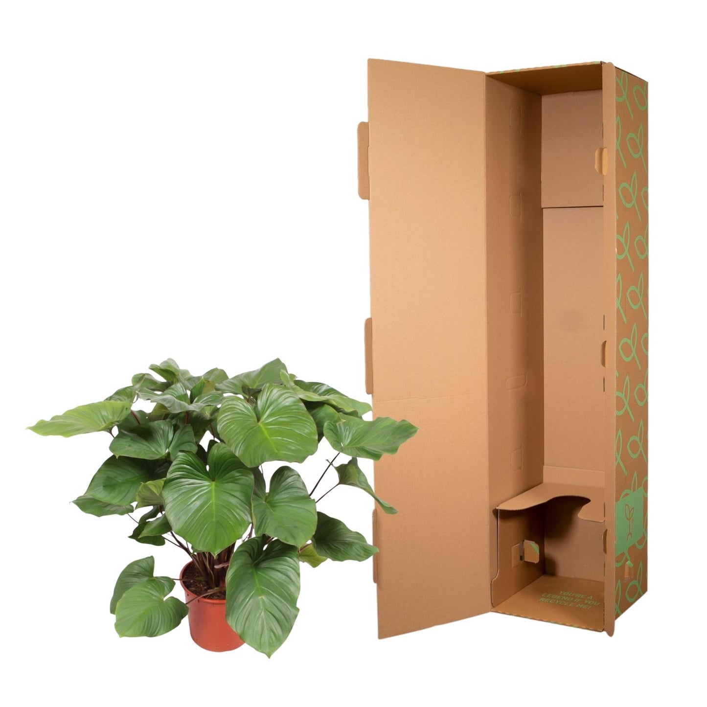 Queen of Hearts - Homalomena Rubescens Maggy - 130 cm - ø34