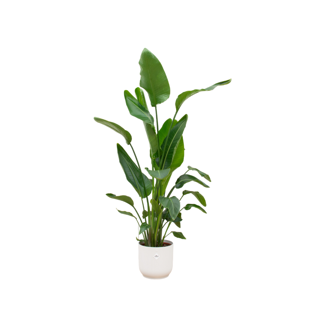 Strelitzia Nicolai including elho Vibes Fold Round white - 160cm - Ø30
