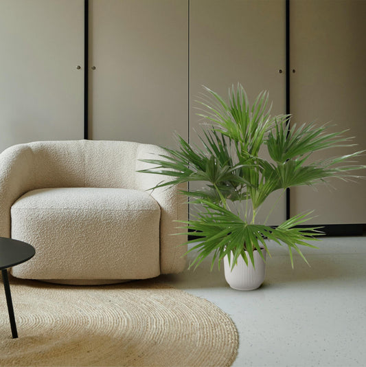 Chinese fan palm (Livistona Chinensis) - 150 cm - ø27