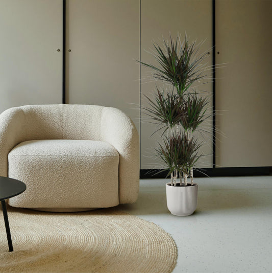 Dracaena Magenta Carousel - 150cm - ø31