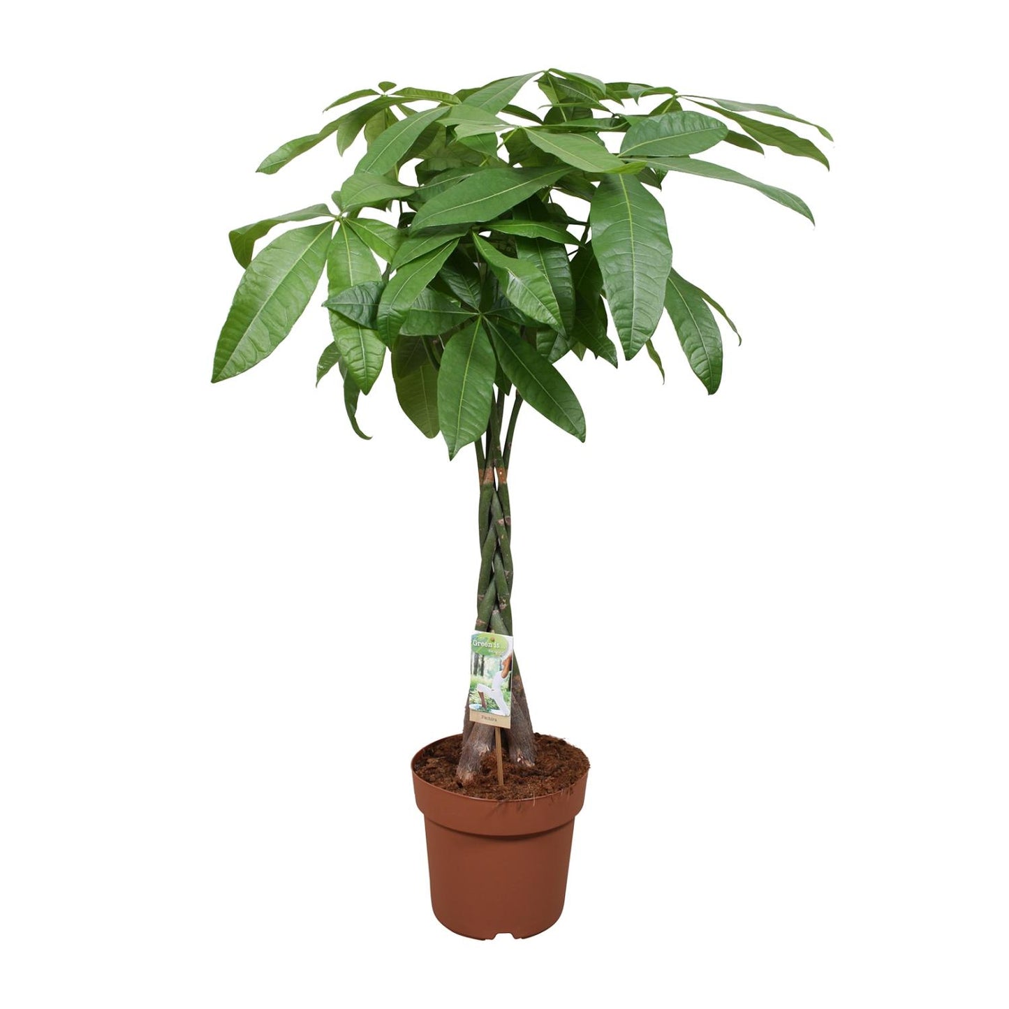 Money tree - Pachira Aquatica - Ø24cm - ↕120cm