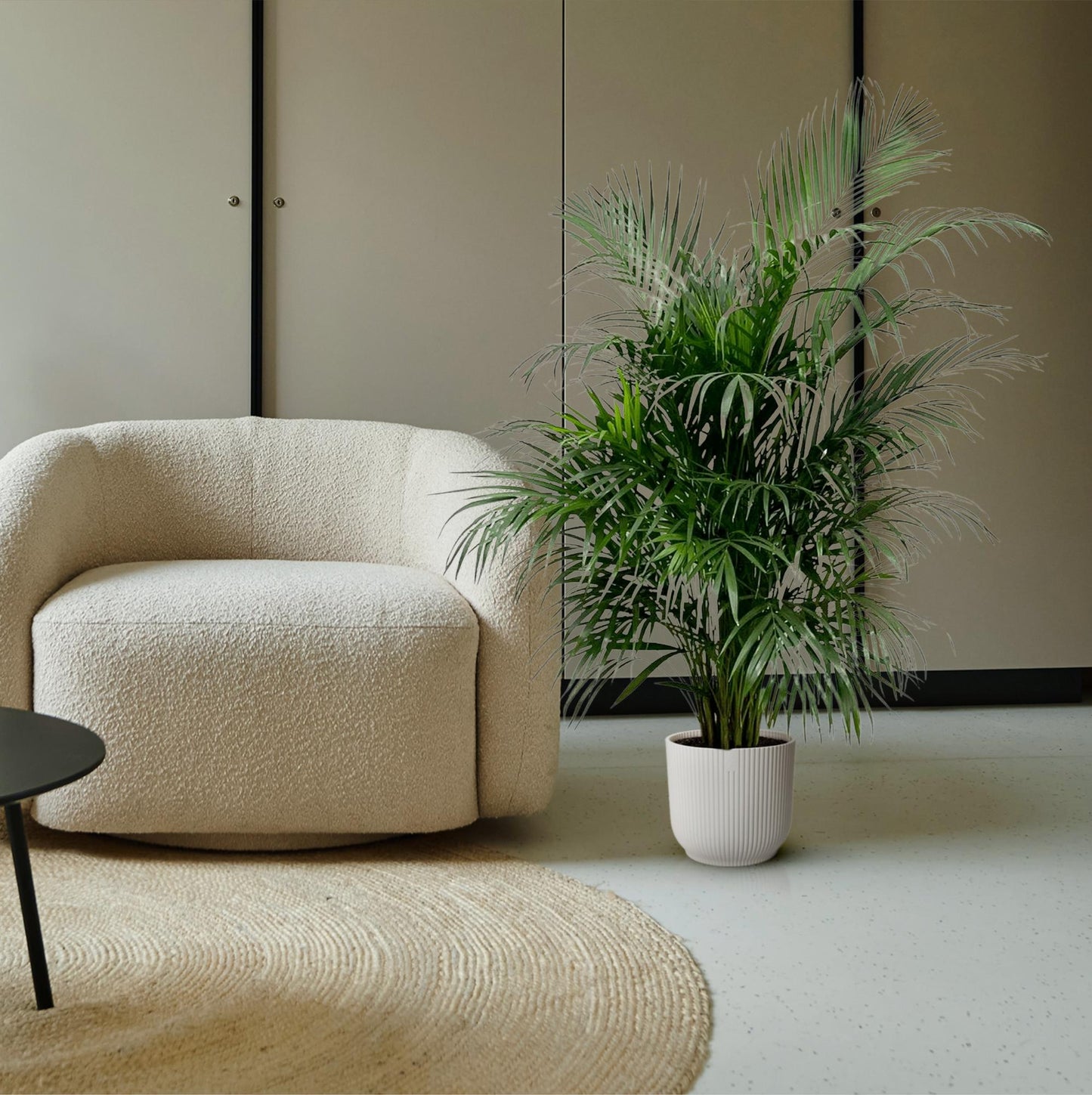 Golden Palm (Areca Palm) 150 cm - ø24