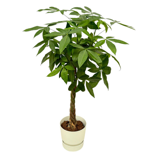 Pachira Aquatica (money tree) including elho Greenville Round white - 160cm - Ø30