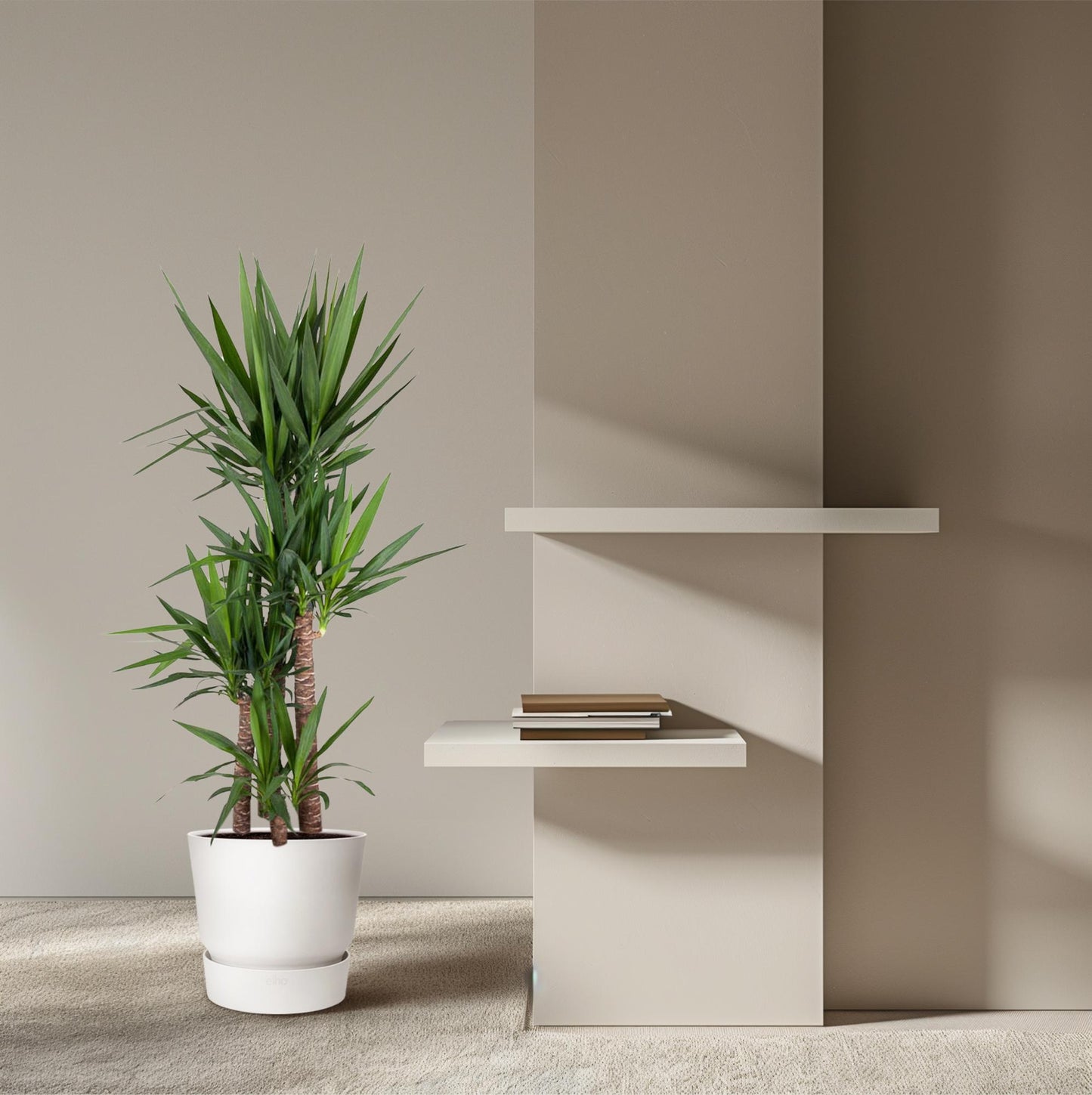 Yucca Elephantipe - Elephant palm - 180 cm - ø34