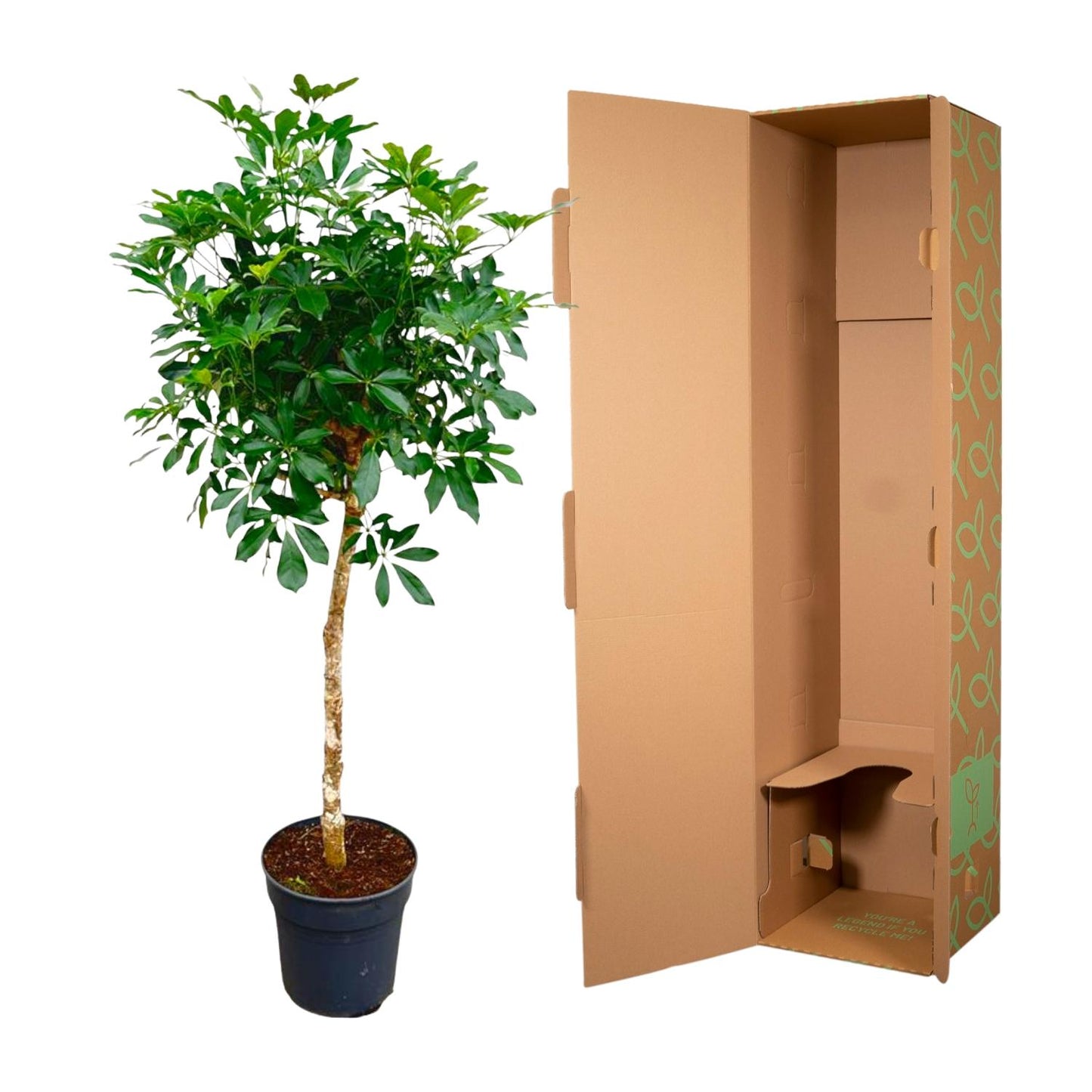 Schefflera arboricola - Finger plant - 170cm - ø35